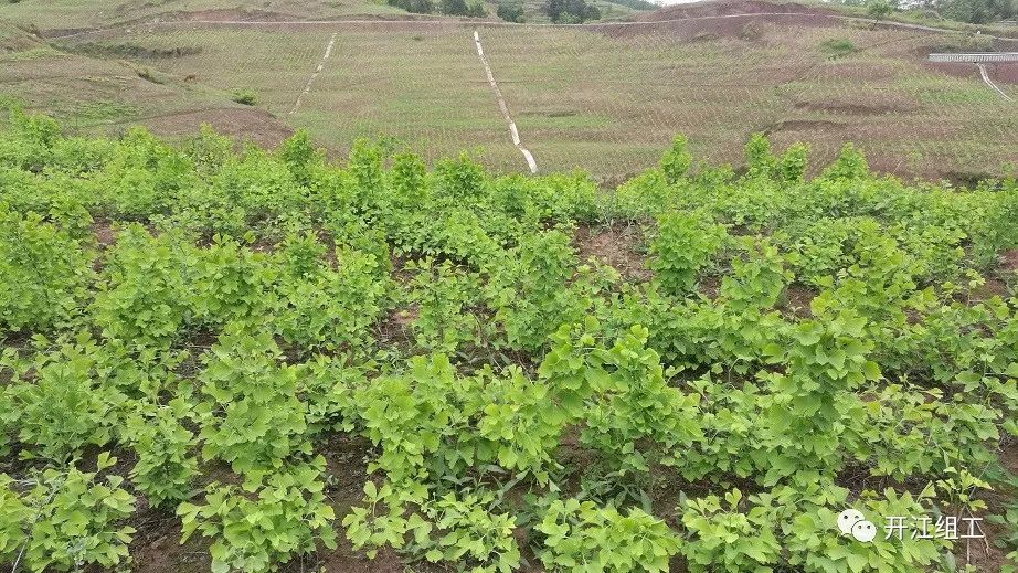 黄花滩村民委员会领导团队及村庄发展新篇章