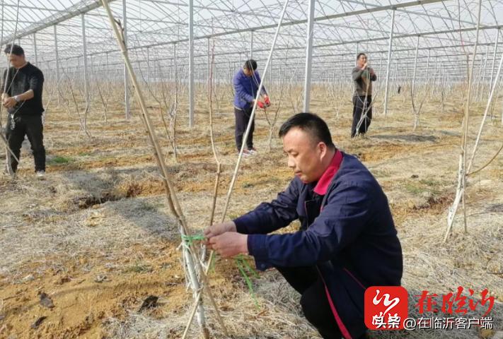 古泉村委会现代化发展规划蓝图，迈向农村振兴的蓝图构想