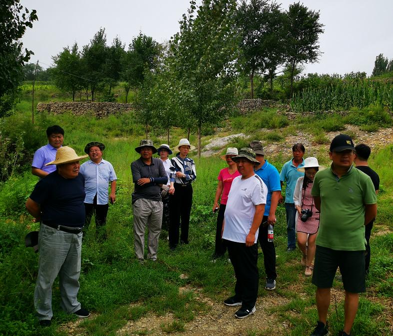 太平山镇发展规划概览