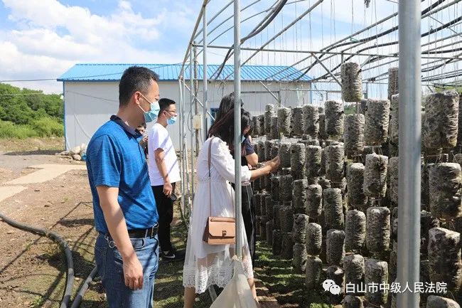 大川村委会最新发展规划概览