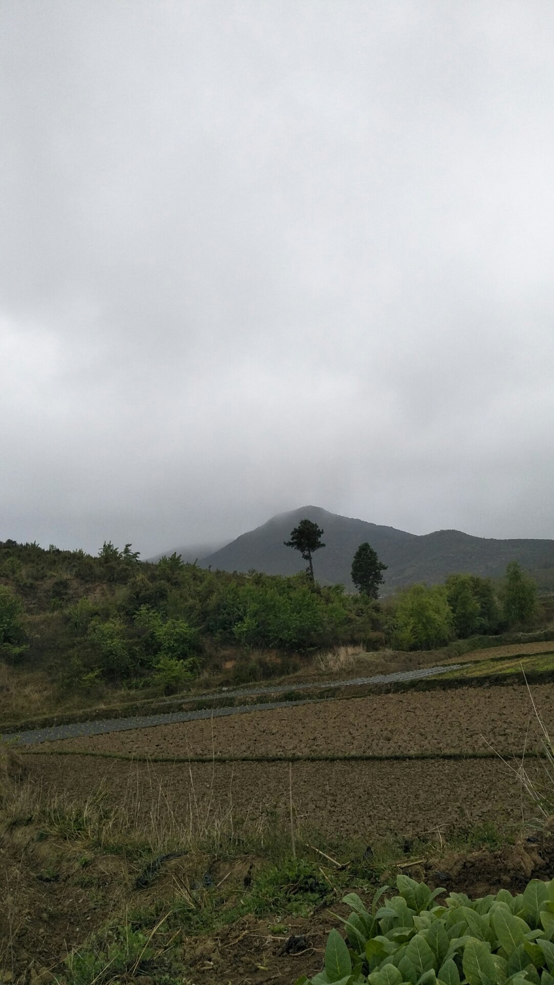 泉阳镇天气预报更新通知